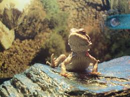 bearded dragon basking