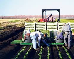 Image of Travailleurs agricoles working in Canada