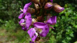 Image result for Macropsychanthus comosus