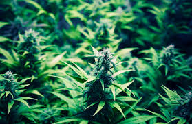 Resultado de imagen de Legalization