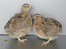 Image result for japanese quail