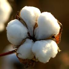 Image result for cotton