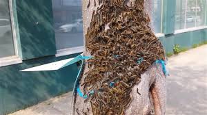 Résultats de recherche d'images pour « photo de chenile livrée des foret »