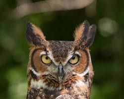 Image of Great Horned Owl