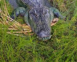 Image of Everglades Wildlife Florida