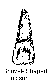 Résultat de recherche d'images pour "shovel shaped incisors"