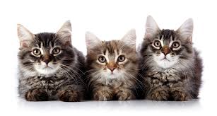 Image result for cats