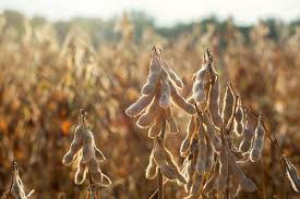 Eventos e indicadores marcam a agenda do agronegócio de 10 a 14 de agosto