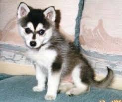  Ο σκύλος Alaskan Klee Kai...
