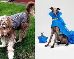 DIY dog raincoatの画像