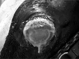 Image result for eyeball enucleation cattle