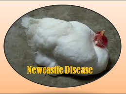 Image result for signs for poultry diseases