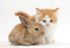 Image result for RABBIT