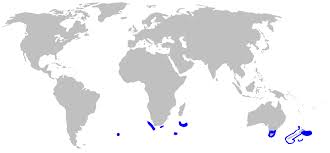 Picture of New Zealand lanternshark