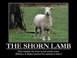 Image result for god tempers the wind to the shorn lamb
