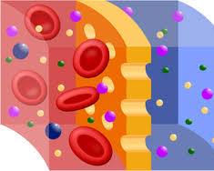 Imagen de Membrana permeable