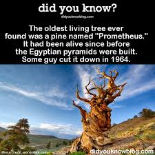 Image result for the oldest living tree in the world