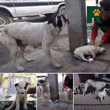 Garritas - . 💔🐾 “Estaban allí… pero nadie los veía.” Una historia real que te rompe el corazón. En una esquina cualquiera, junto a un viejo poste de luz, una perrita callejera
