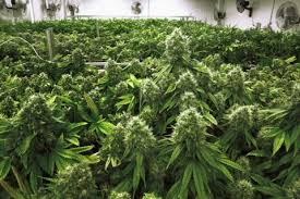Resultado de imagen de Legalization