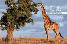 Image result for giraffes