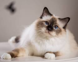 تصویر Birman cat