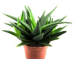 Aloe Vera succulent resmi