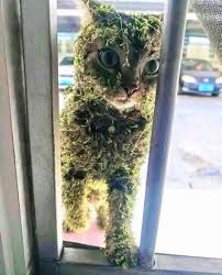 Cat gets covered in seeds on adventure