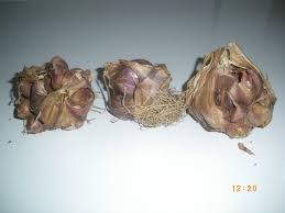 Résultat de recherche d'images pour "nouer l'ail"