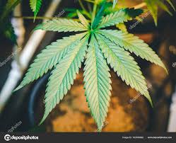 Close Up Marijuana Leaf Growing on Indoor Cannabis Plant ...