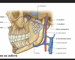 Image of Алвеоларната кост