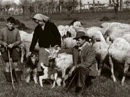 Image result for transumanza