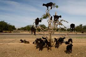 Image result for goat tree