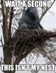 Bildergebnis für snuffaluffagus