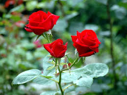 Image result for images of rose hd