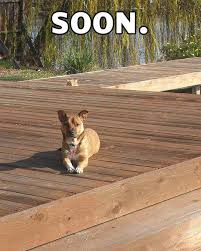 Image result for Animal Meme