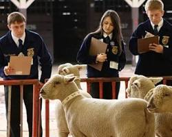Image of FFA members competing in livestock judging