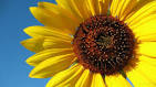 Girasole fiore - t