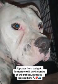 Jeremy Bristol Couple Texas Rescue American Bully | TikTok