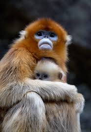 Image result for MONKEYS
