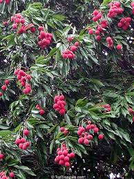 Image result for lychee trees