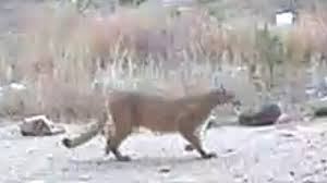 Larimer County coroner IDs woman killed on trail by mountain lion