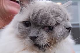 Bildergebnis für janus cat