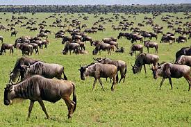 Image result for wanyama wa porini