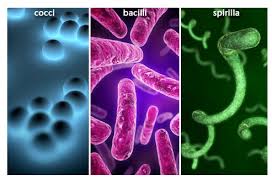 Resultado de imagen de bacterial diseases image