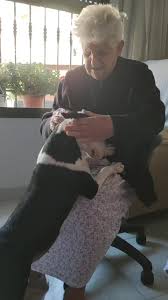 Tropicalbull (@tropicalbullkennels) | TikTok