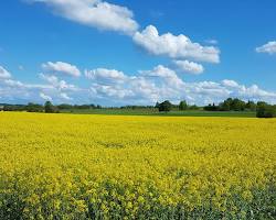 Image of Rapeseed fields in Europe