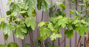 Risultati immagini per fico brogiotto