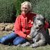 Irish wolfhound Errol is Australia's top dog and possible world record ...