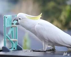 cockatoo solving a puzzleの画像