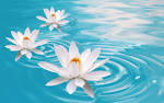 Flowers in water